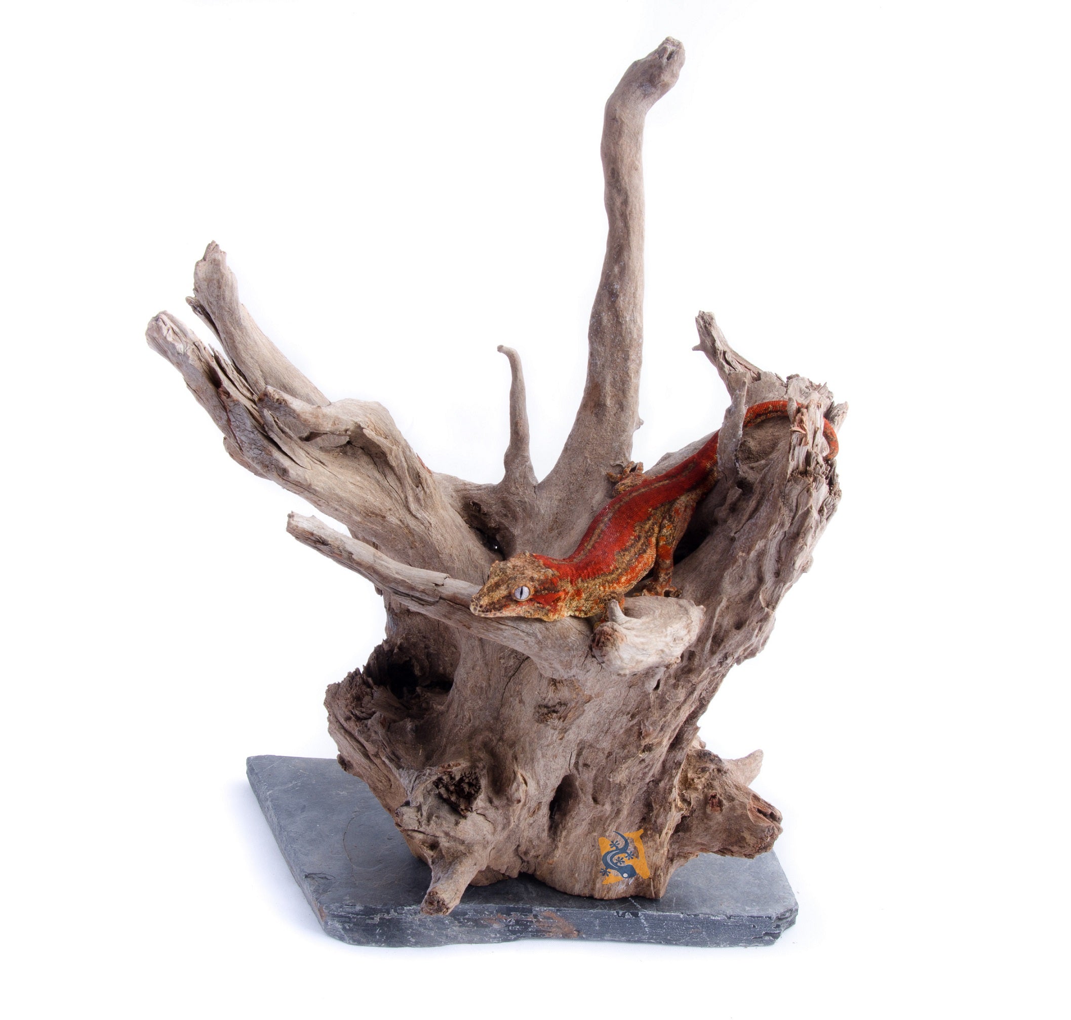 Aquaglobe Wood on Slate