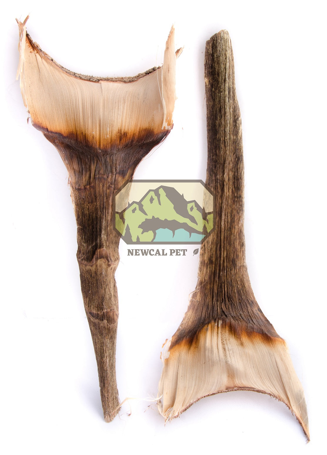 NewCal Agave Leaf