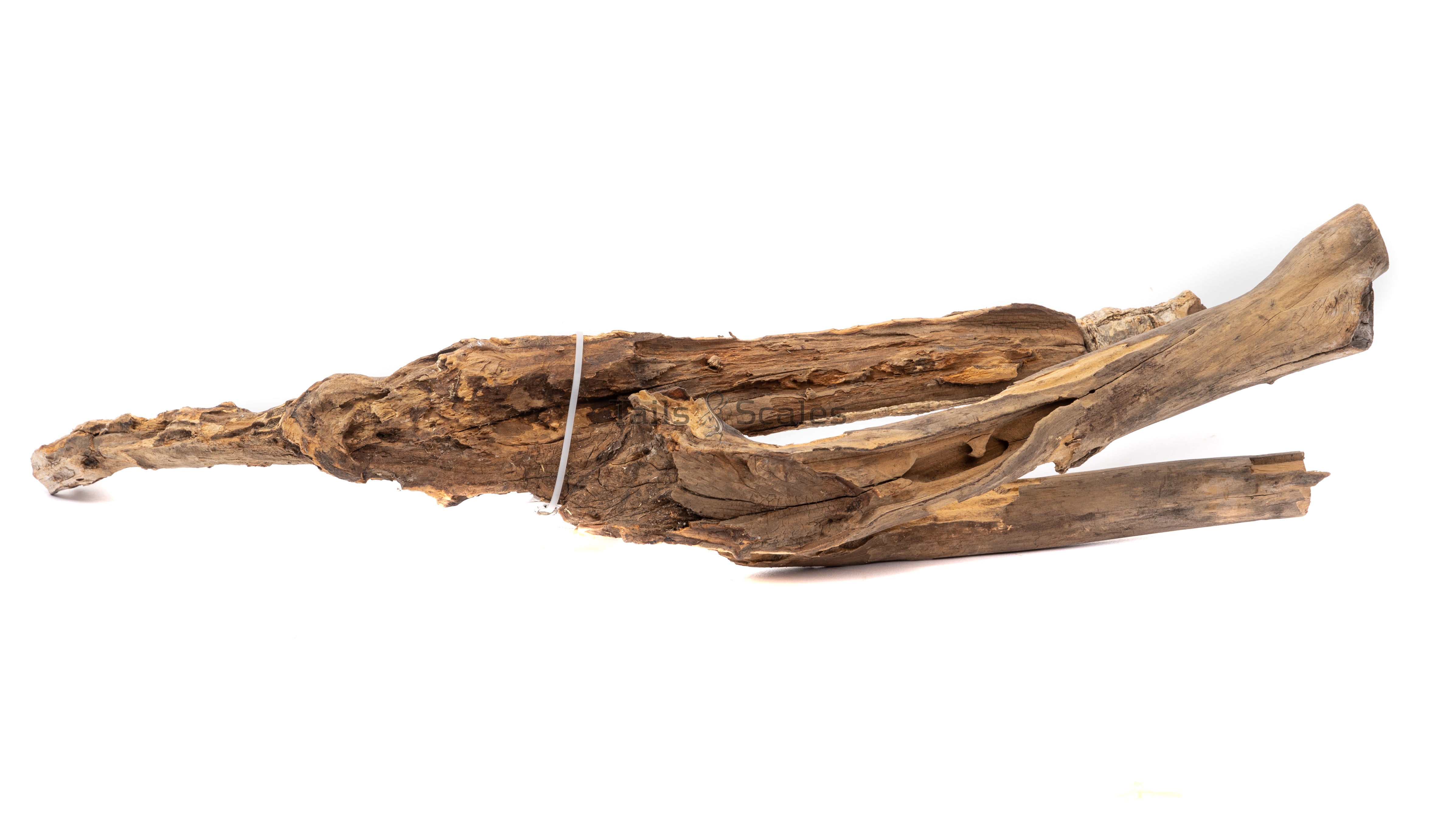 Aquaglobe Congowood