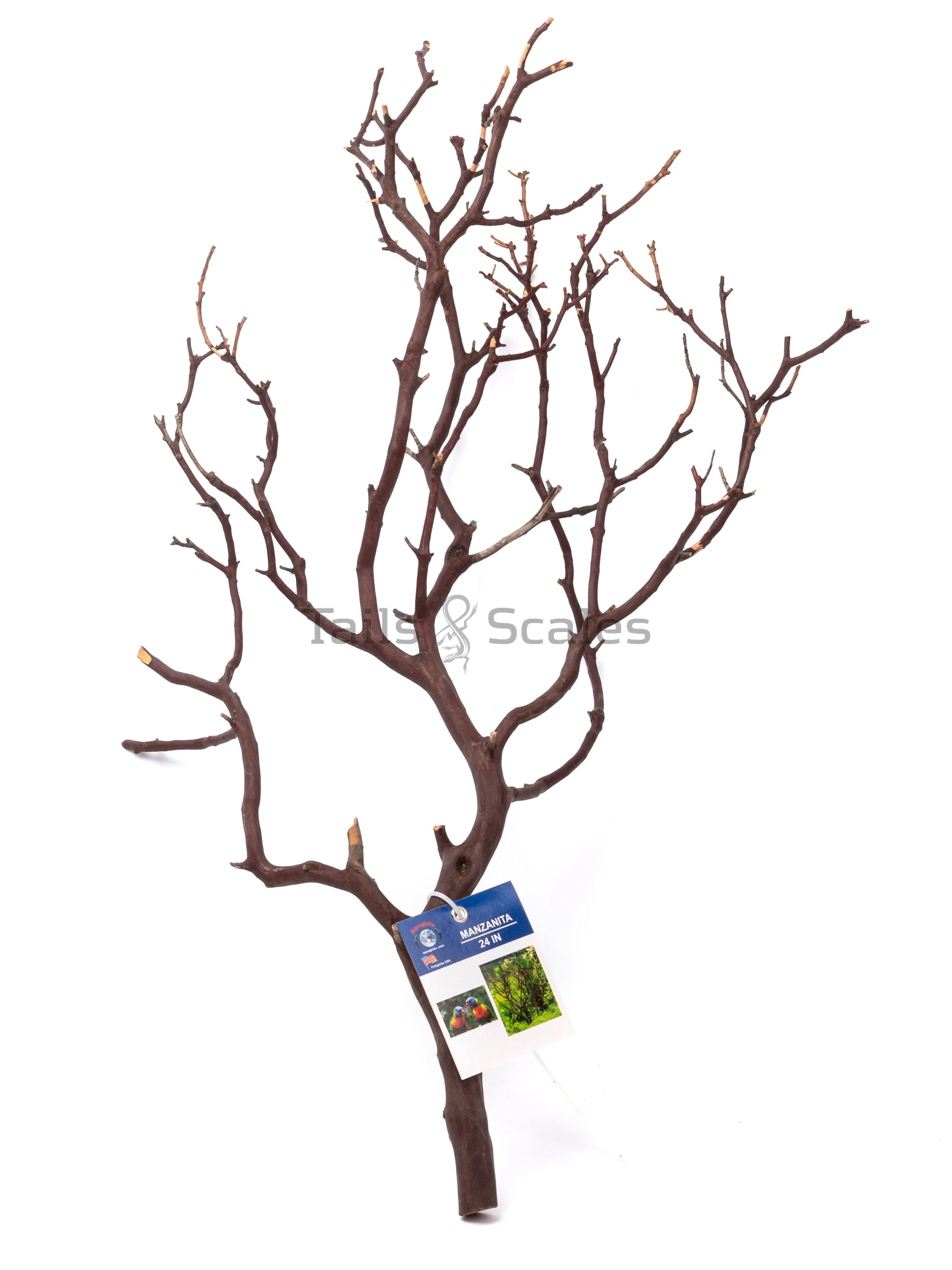 Aquaglobe Manzanita Branch