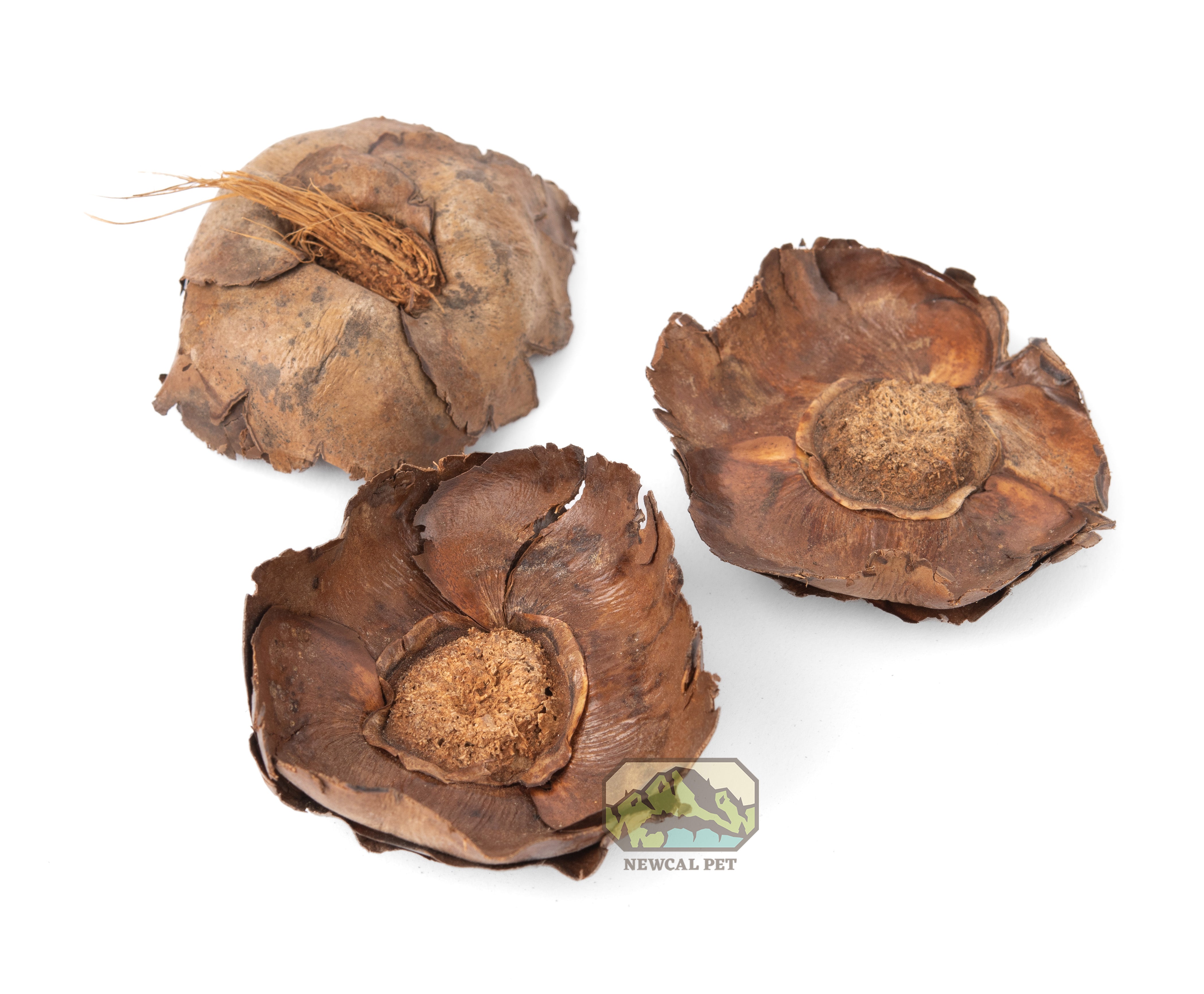 NewCal Coco Flowers