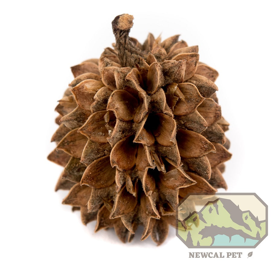 NewCal Casuarina Cones