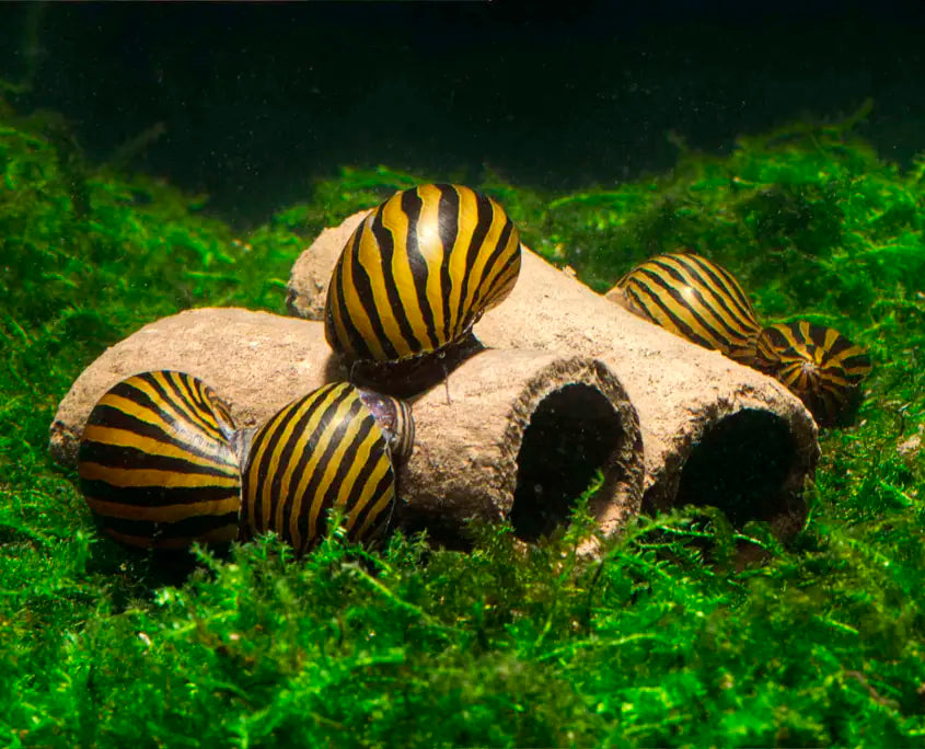 GlasGarten Crispy Caves - Edible Shrimp Caves - Small