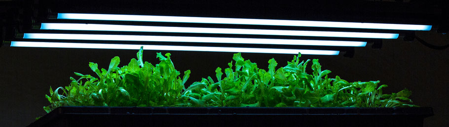 SunBlaster T5HO with Reflector Combo