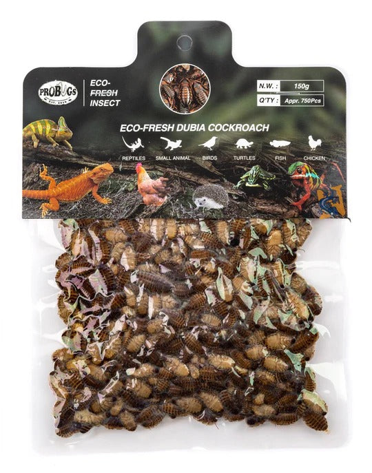 ProBugs Eco-Fresh Dubia Cockroaches