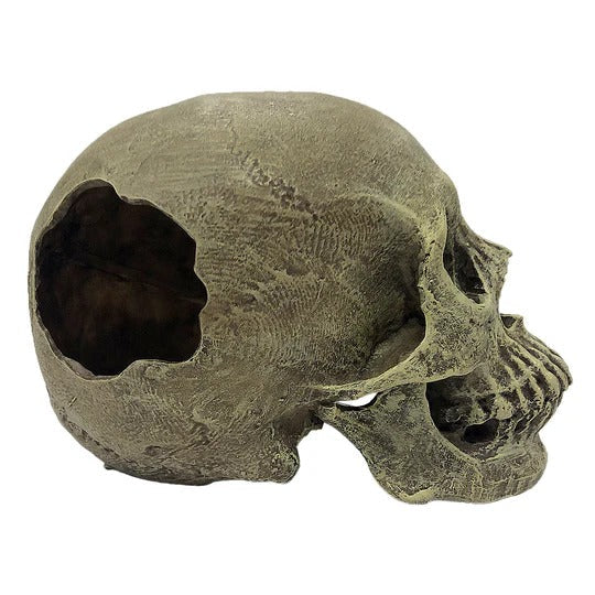 Komodo Human Skull