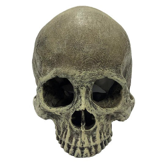 Komodo Human Skull