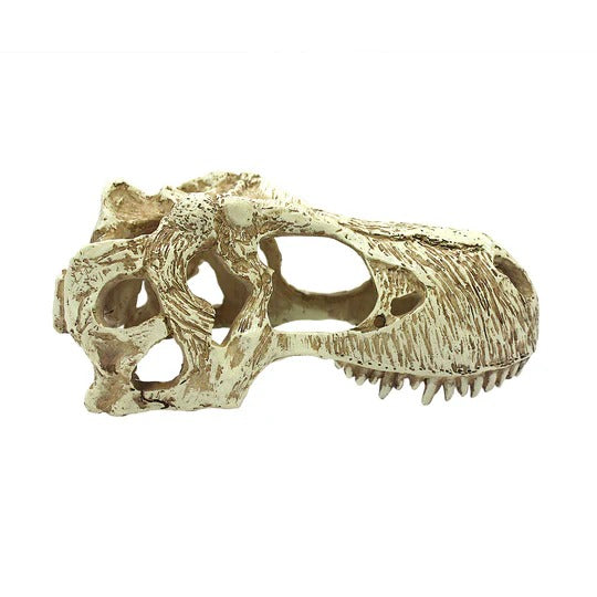 Komodo T-Rex Skull