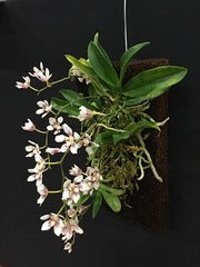 Fernwood Treefern Panel 2 Pack- Orchid Board
