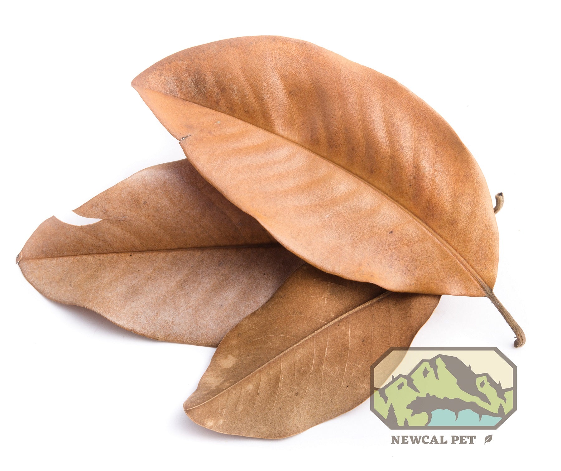 NewCal Magnolia Leaves