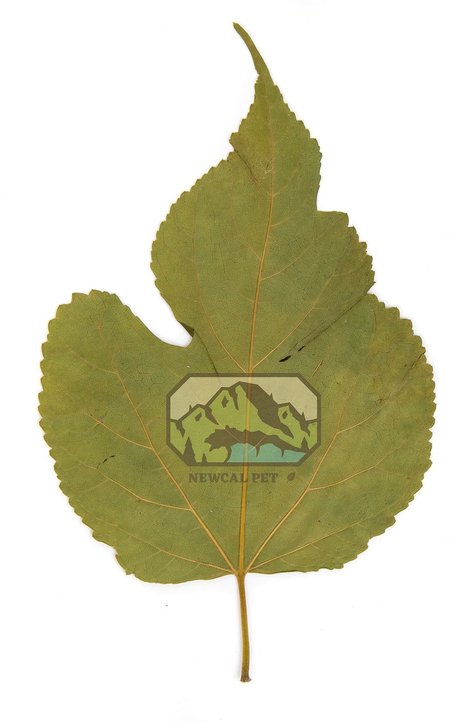 NewCal Mulberry Leaves