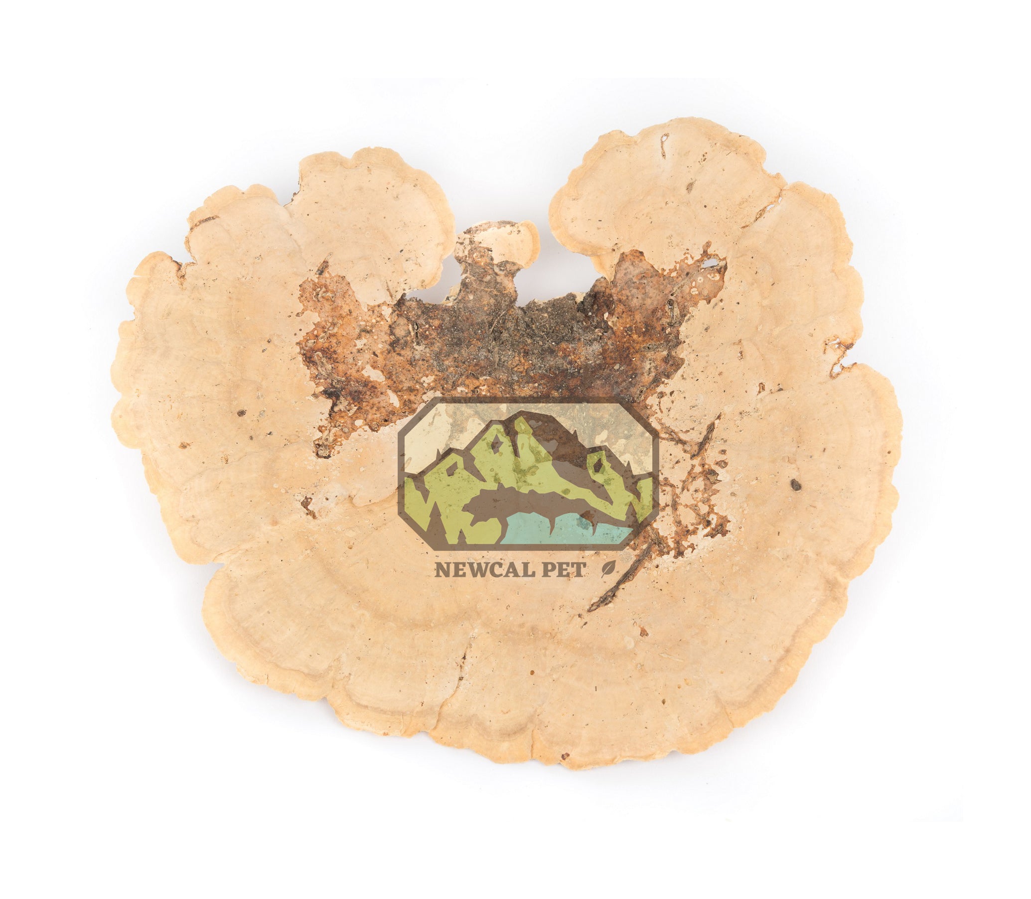 NewCal Sponge Mushroom