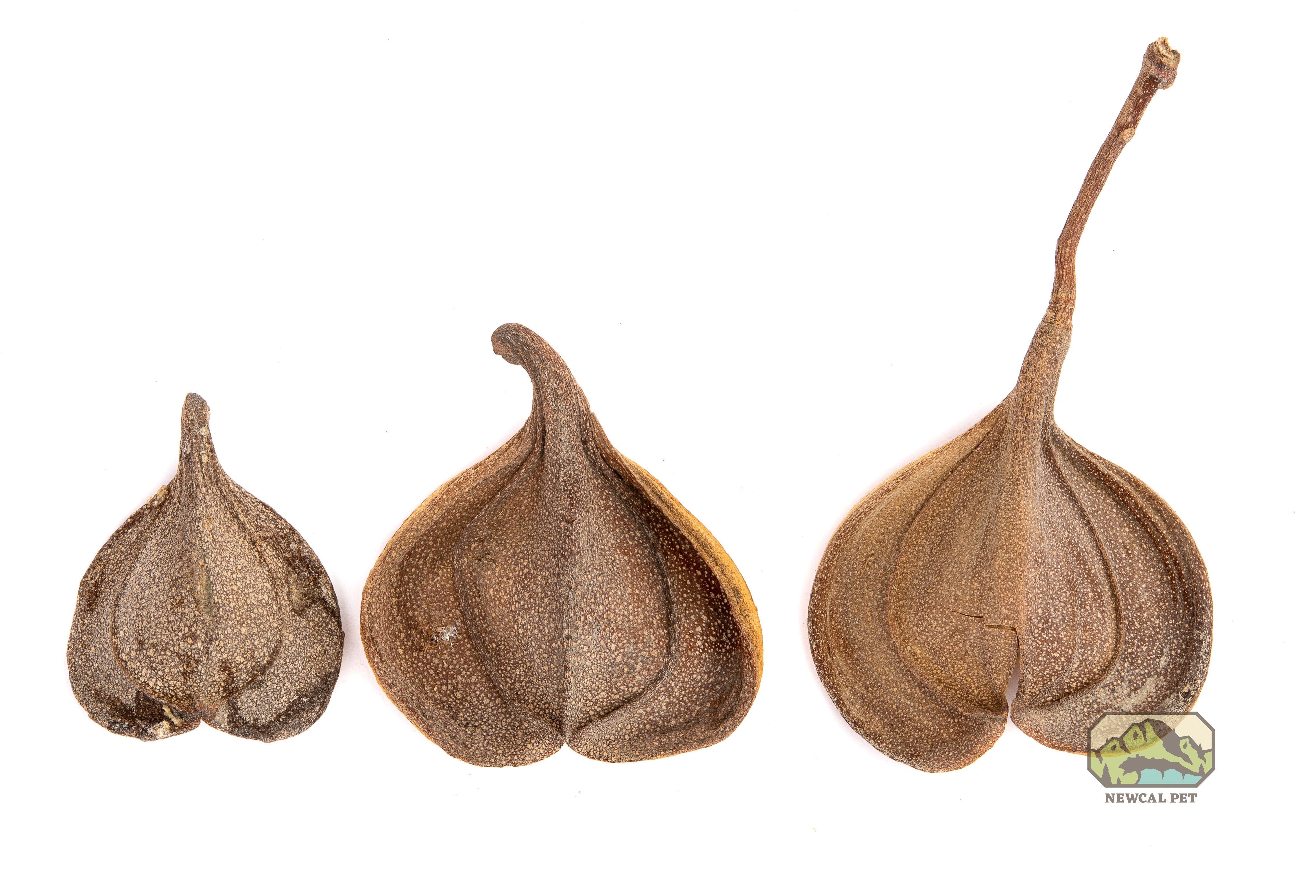 NewCal Elephant's Ear