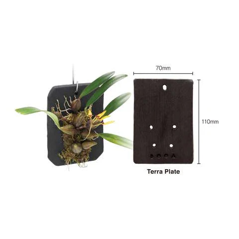 DOOA Terra Plate