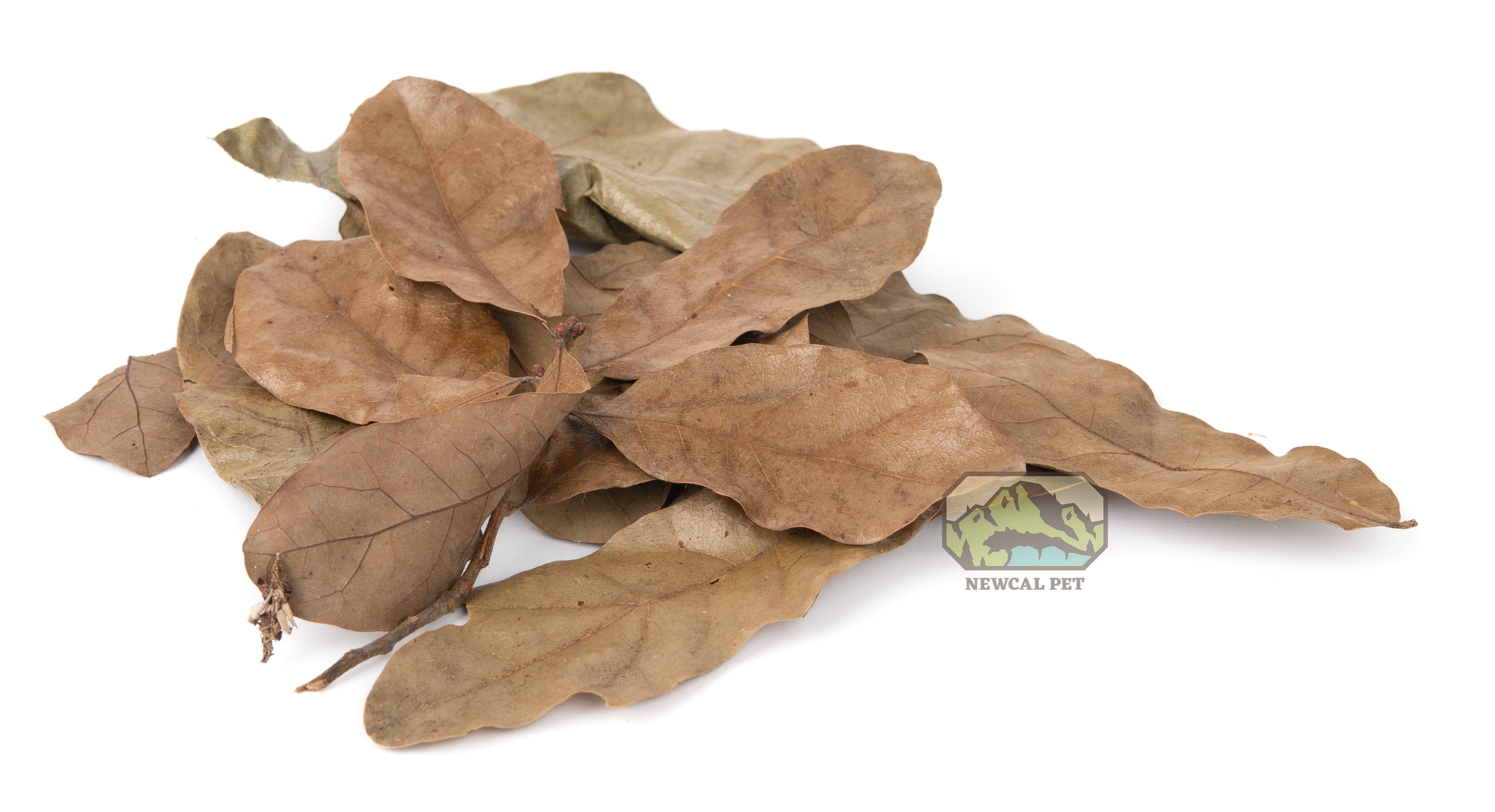 NewCal Water Oak Leaves