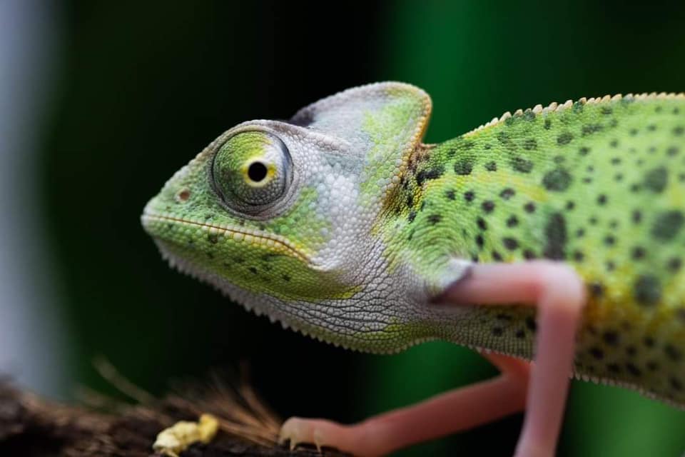Reptile Supplies
