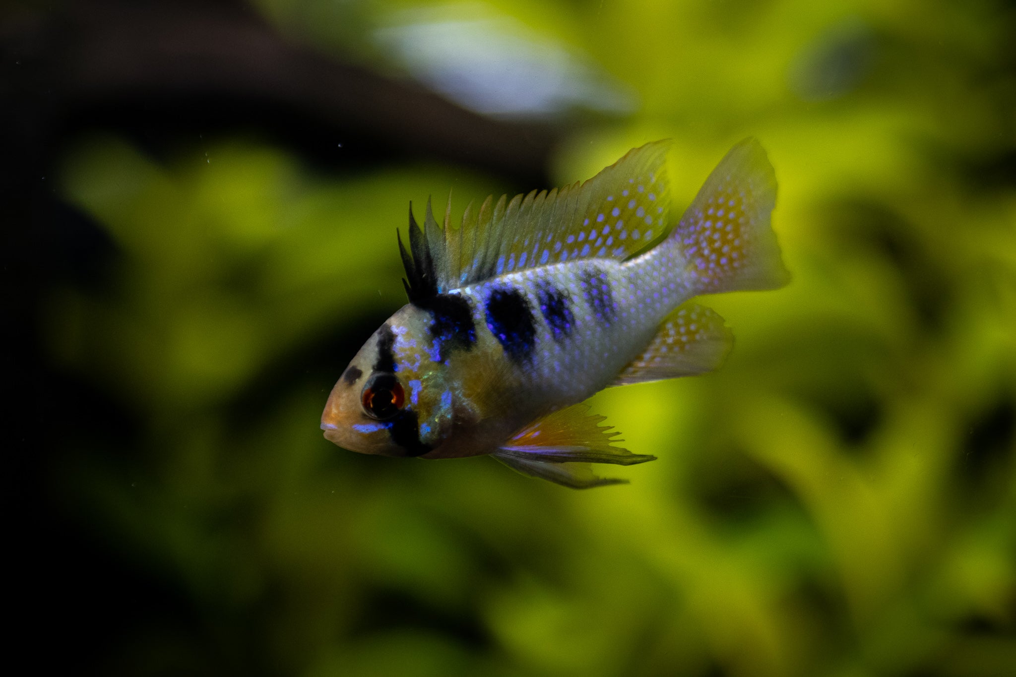 Wholesale->Aquarium Supplies