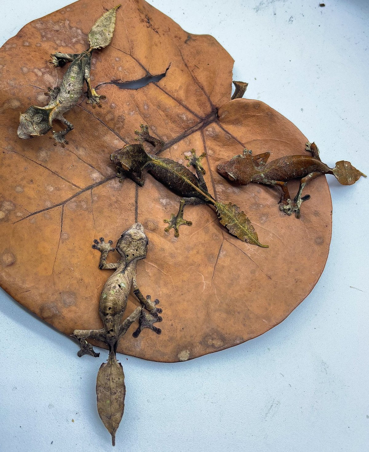 Sydney Jersak - Tree Critters