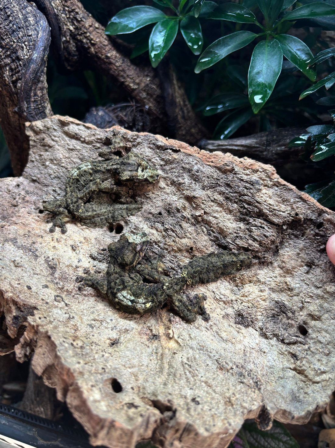 Sydney Jersak - Tree Critters