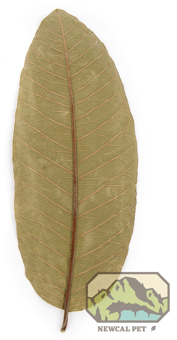 NewCal Guava Leaves