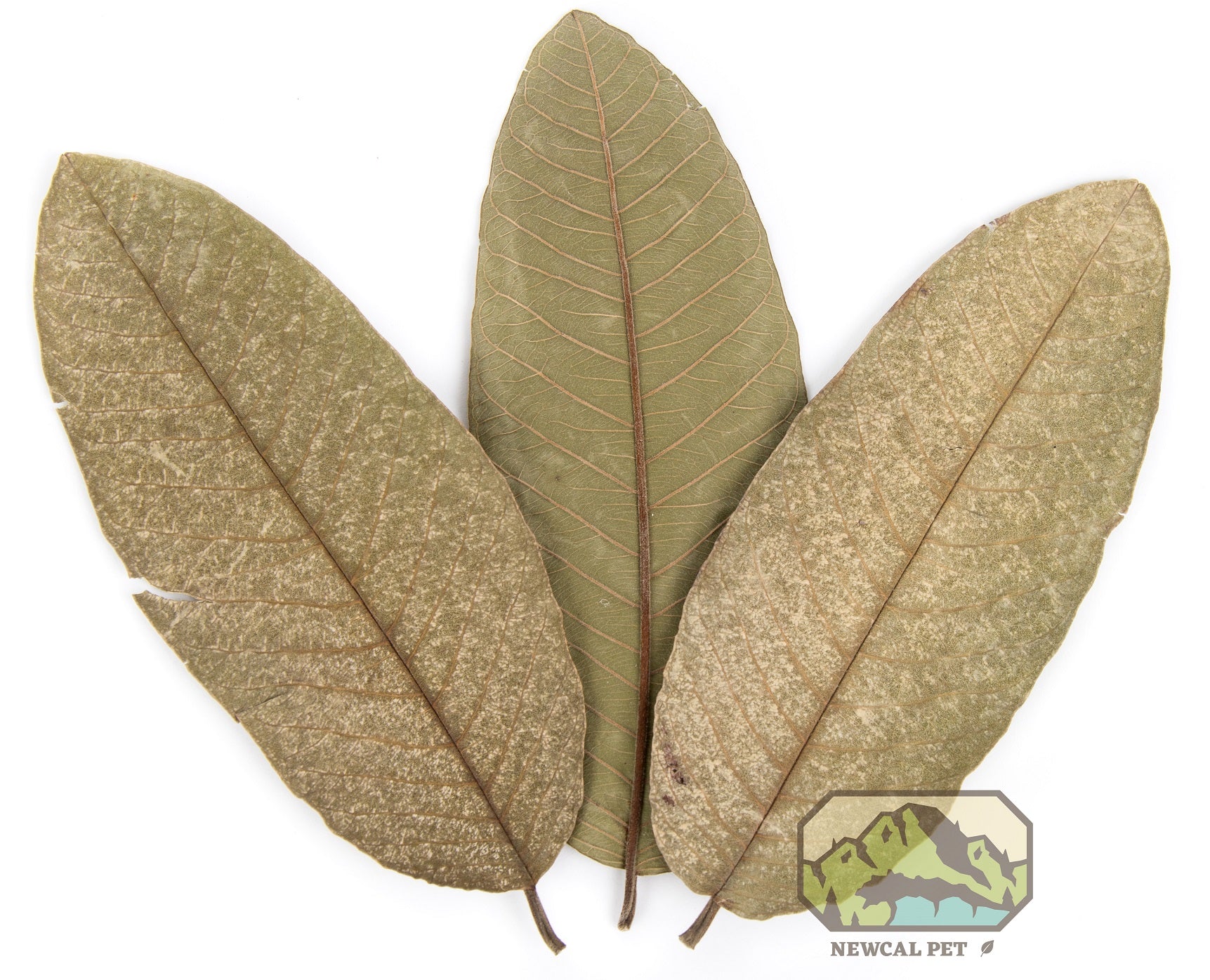 NewCal Guava Leaves