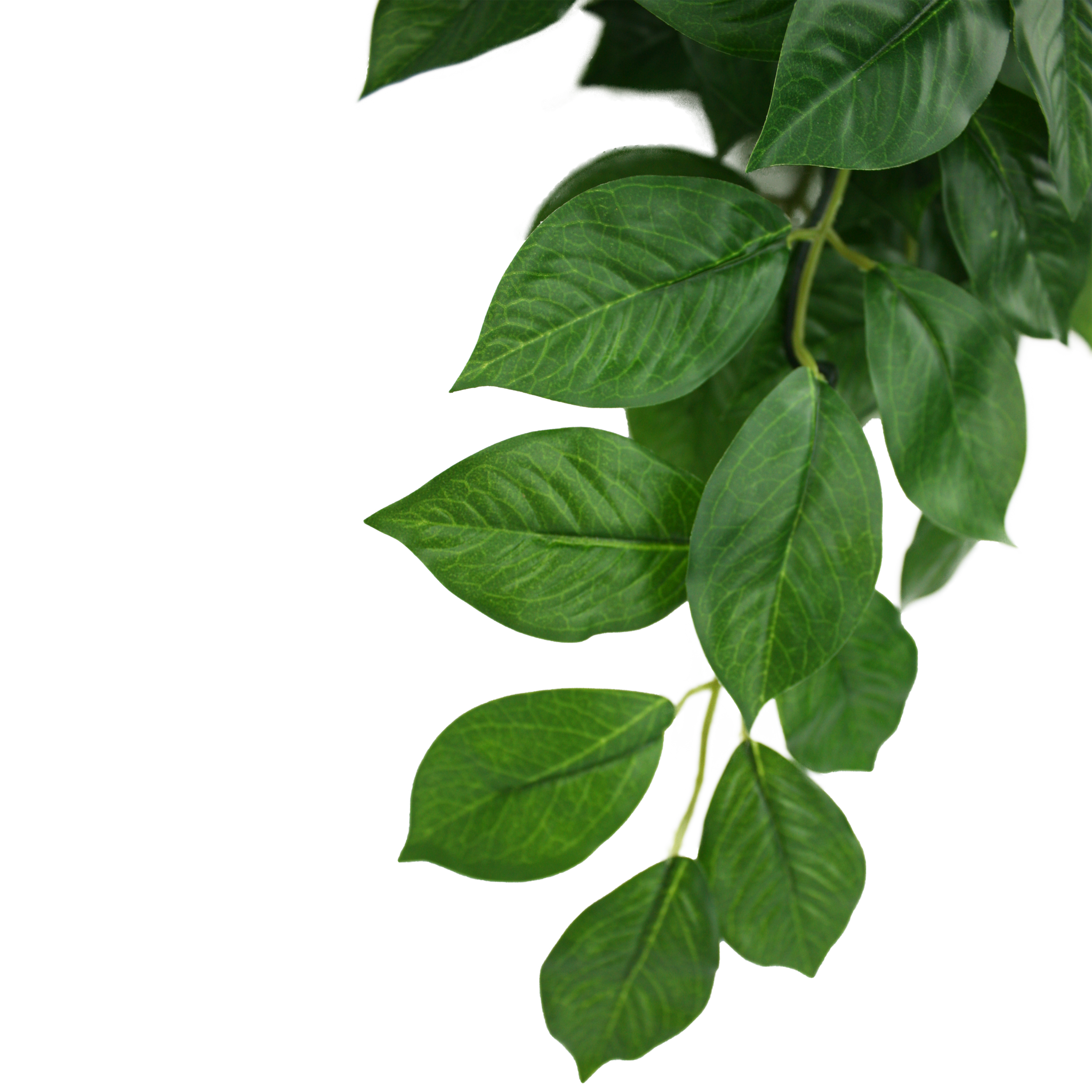 Komodo Climbing Plant - Green Leaf