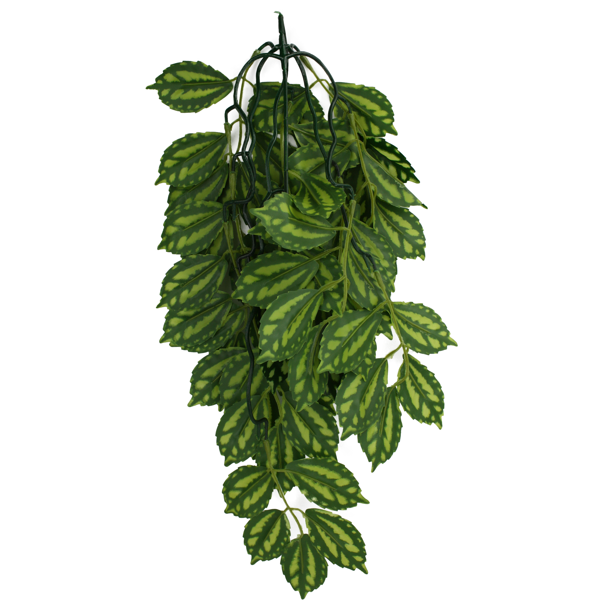Komodo Climbing Plant - Two Tone