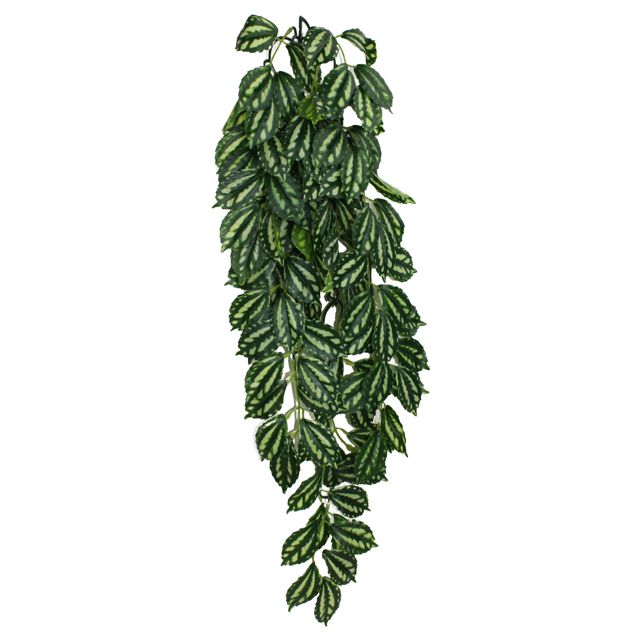 Komodo Climbing Plant - Two Tone