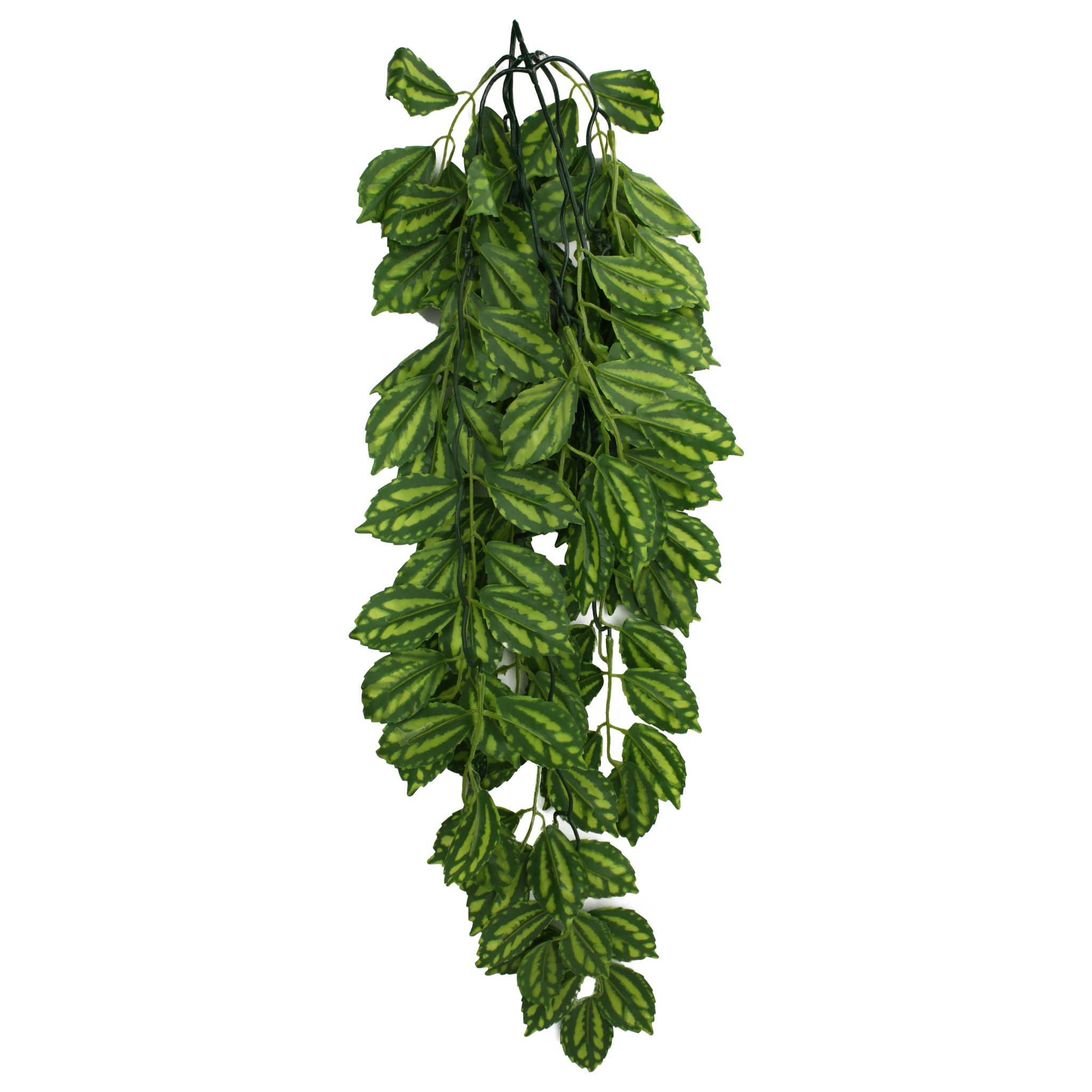 Komodo Climbing Plant - Two Tone