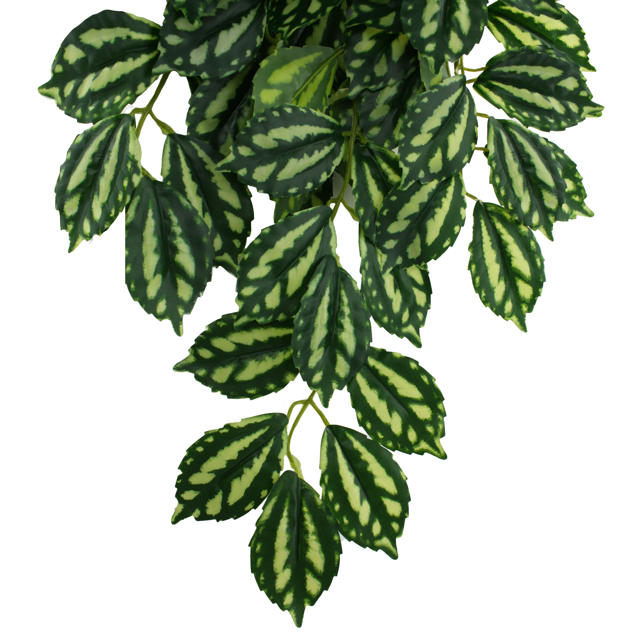 Komodo Climbing Plant - Two Tone
