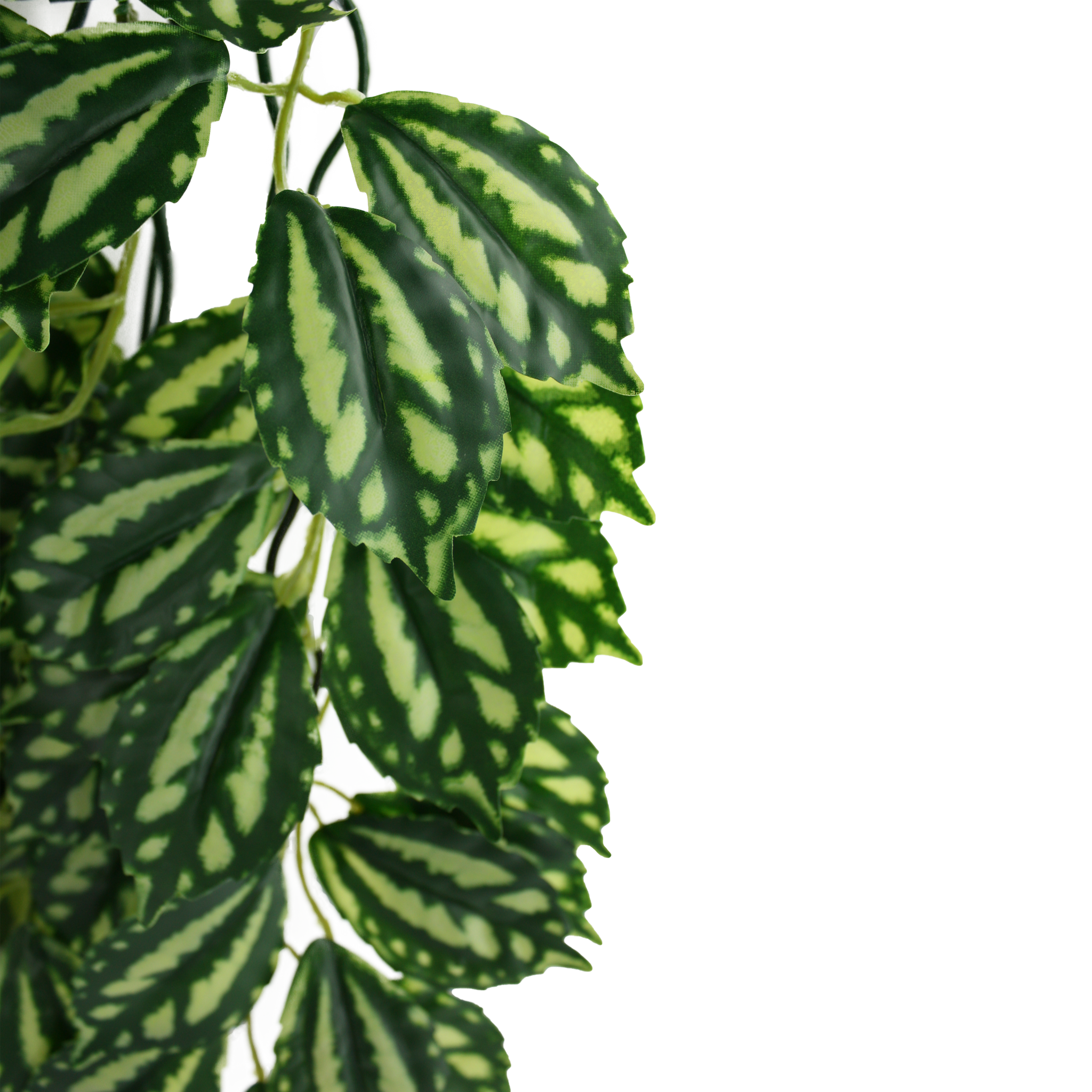 Komodo Climbing Plant - Two Tone