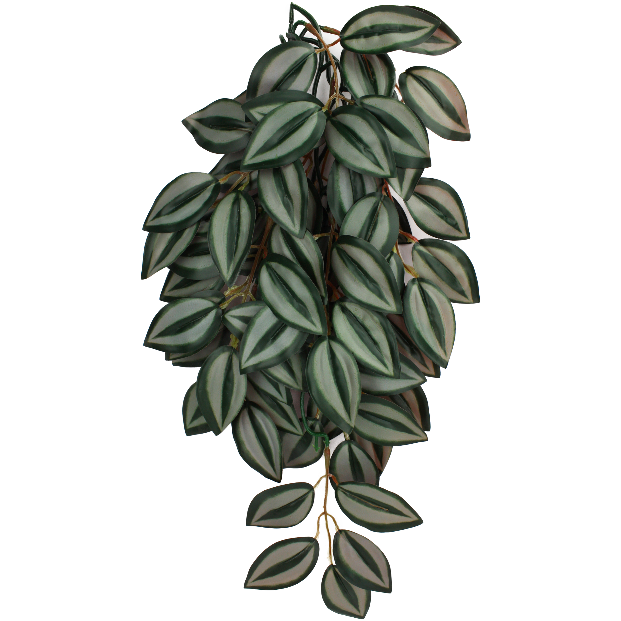 Komodo Climbing Plant - Zebrina