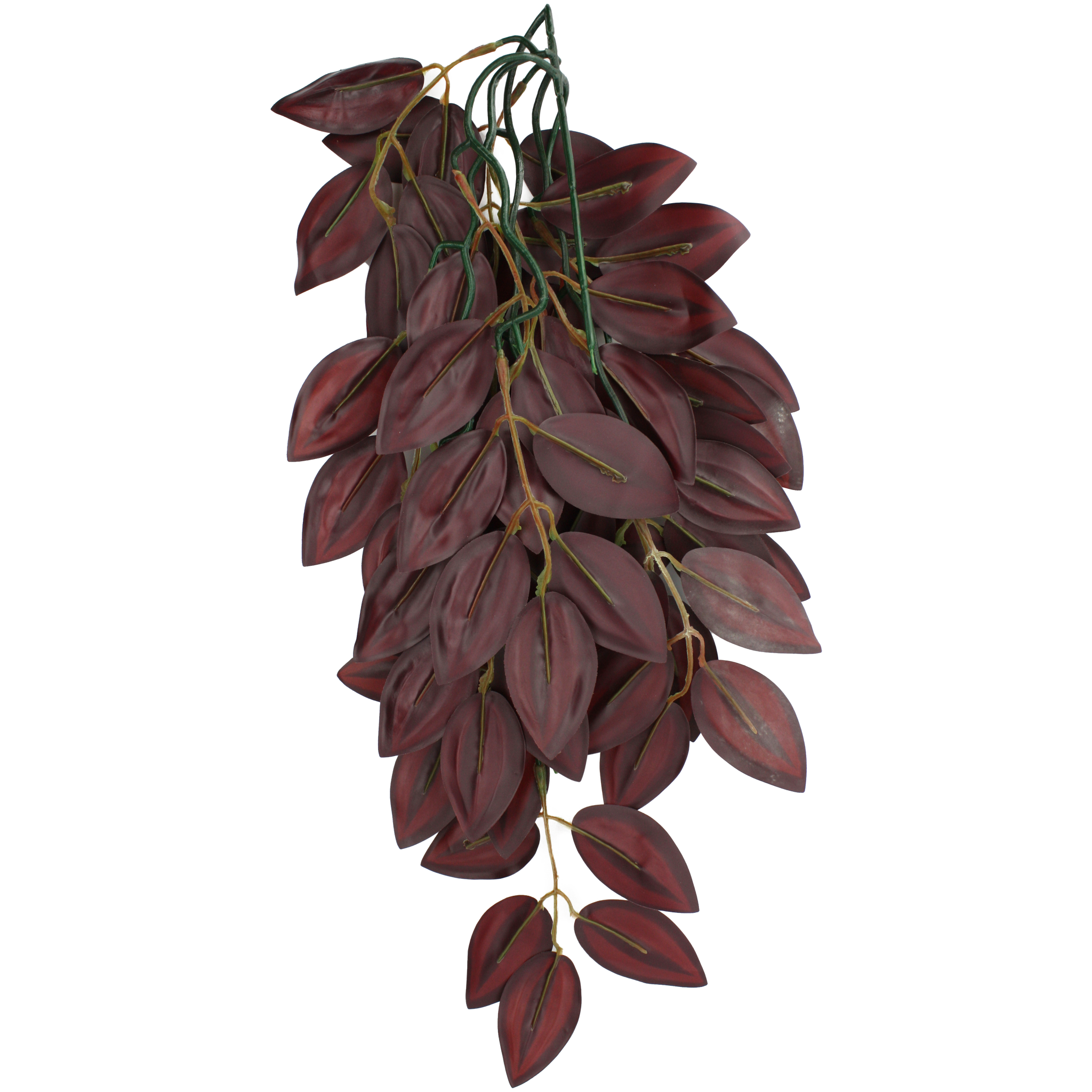 Komodo Climbing Plant - Zebrina