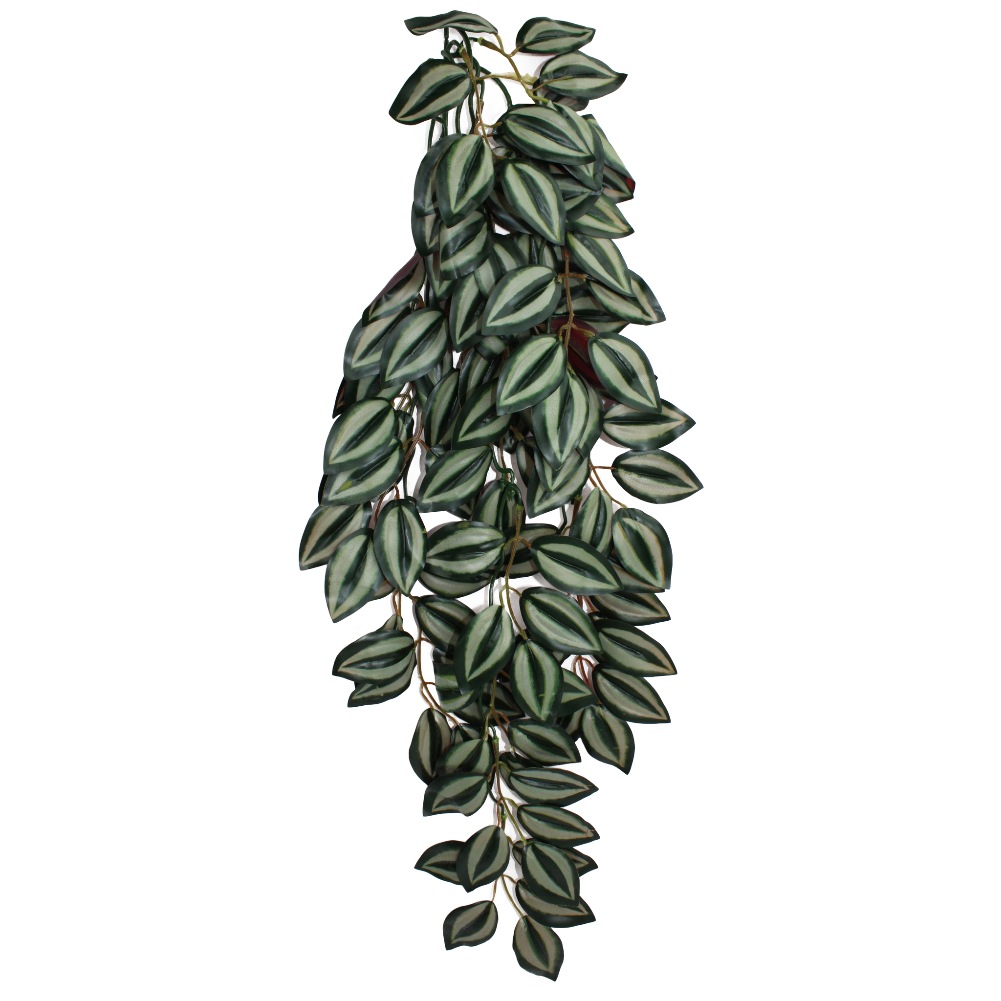 Komodo Climbing Plant - Zebrina