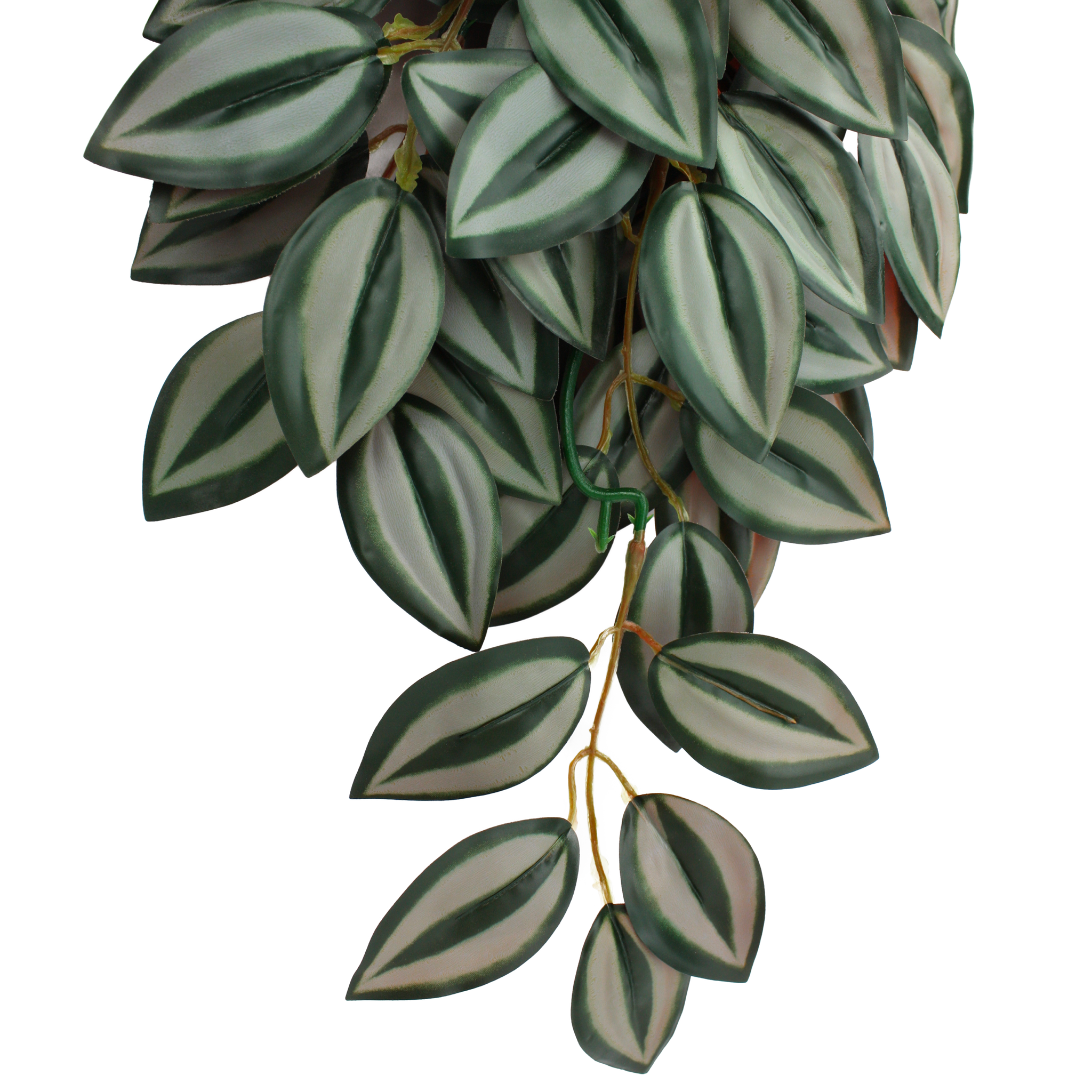 Komodo Climbing Plant - Zebrina