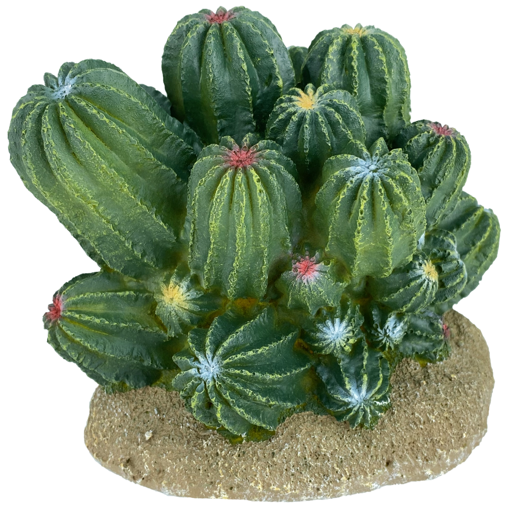 Komodo Barrell Cactus 4"