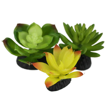Komodo Succulent Succulent 3-Pack