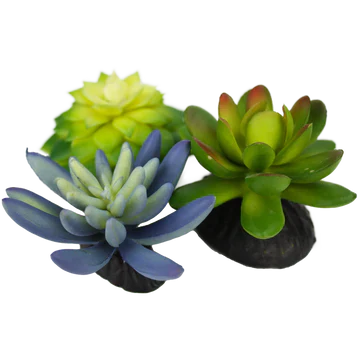 Komodo Succulent Succulent 3-Pack