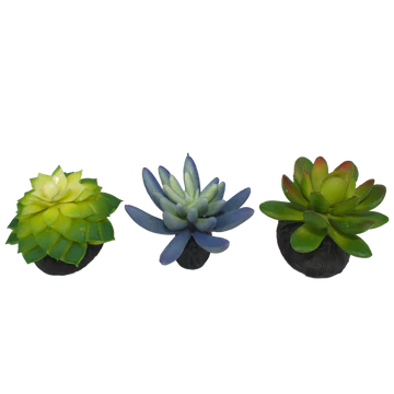 Komodo Succulent Succulent 3-Pack
