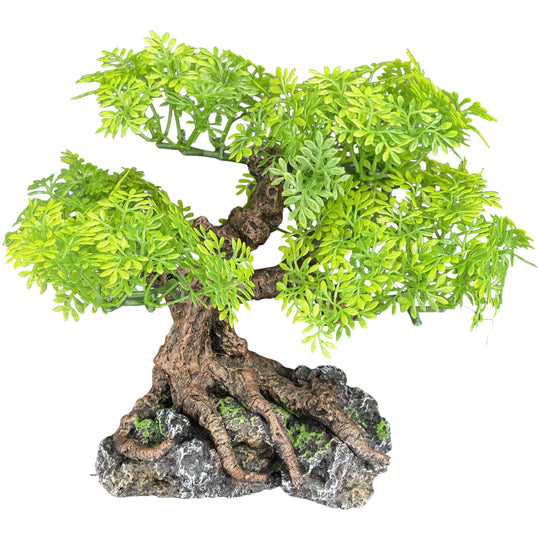 Komodo Bonsai Tree Small 7"x 7"