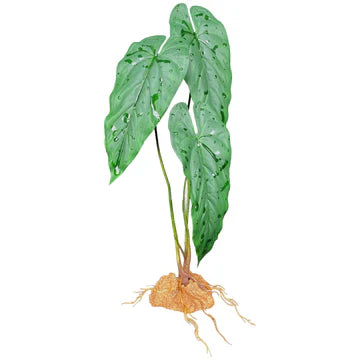 Komodo Philodendron 18.9"