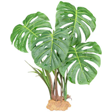Komodo Monstera 18.9"