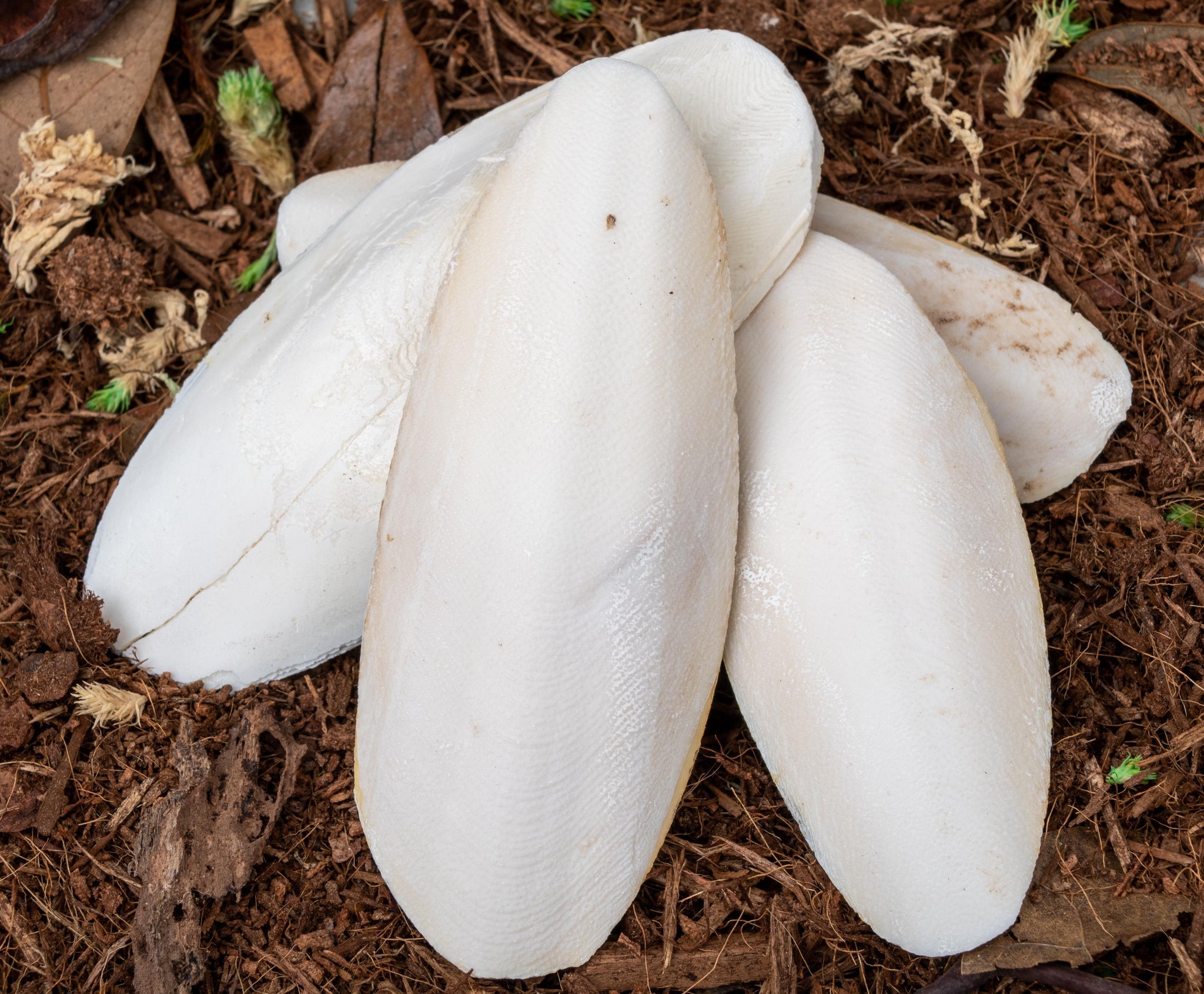 NewCal HUGE Cuttle Bone 4-6" pieces