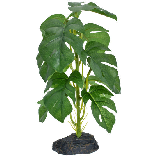 Komodo Monstera - Small 10"