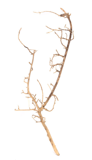 NewCal Nerve Wood 10-18”