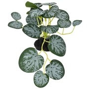 Komodo String Of Hearts Plant - Small 3.5"