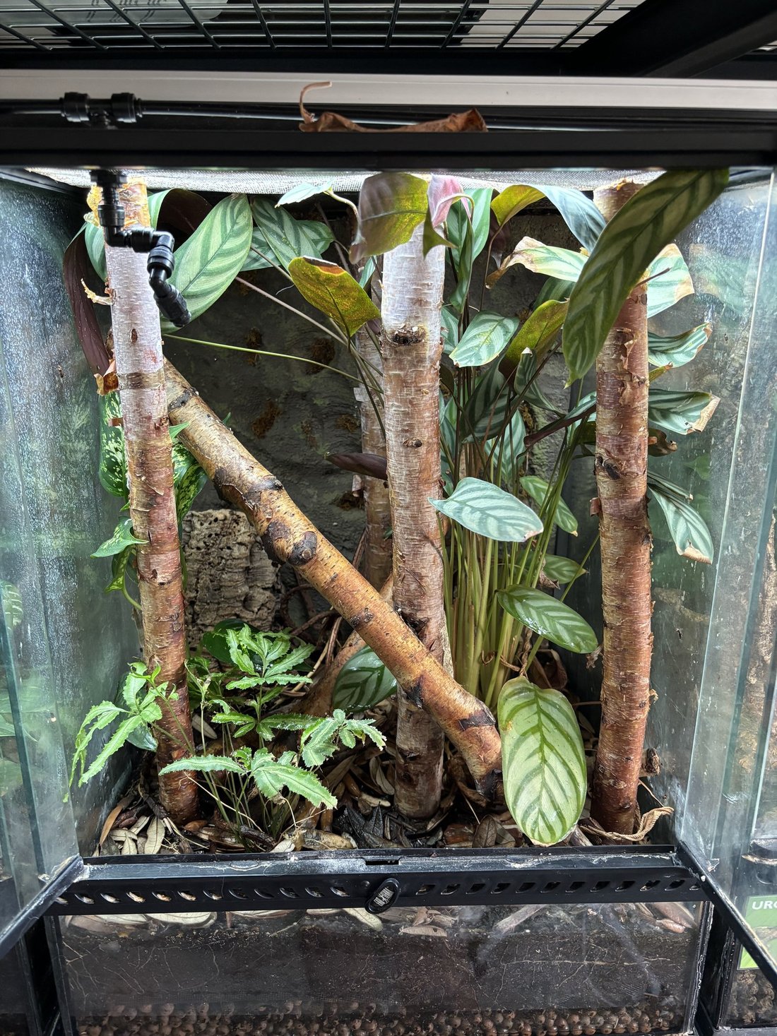 Sydney Jersak - Tree Critters