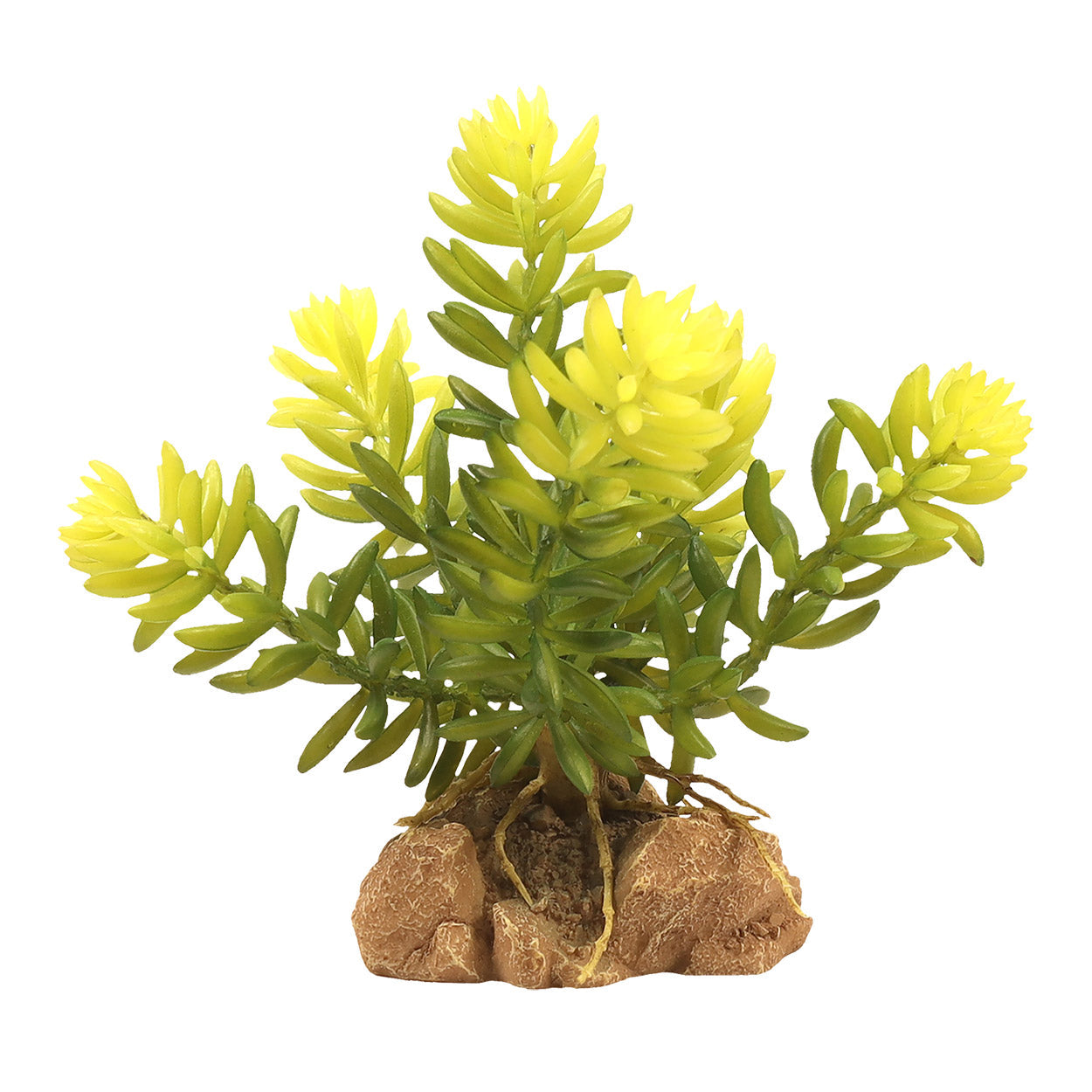 Zoo Med Natural Desert Flora (6 Varieties)