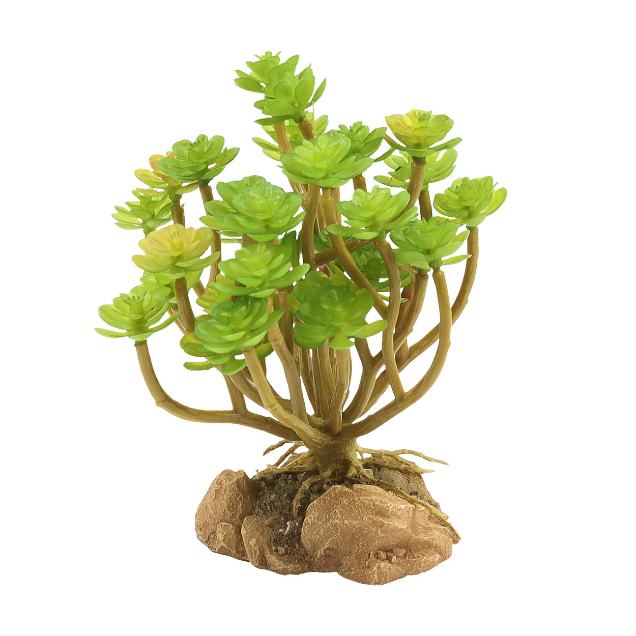 Zoo Med Natural Desert Flora (6 Varieties)