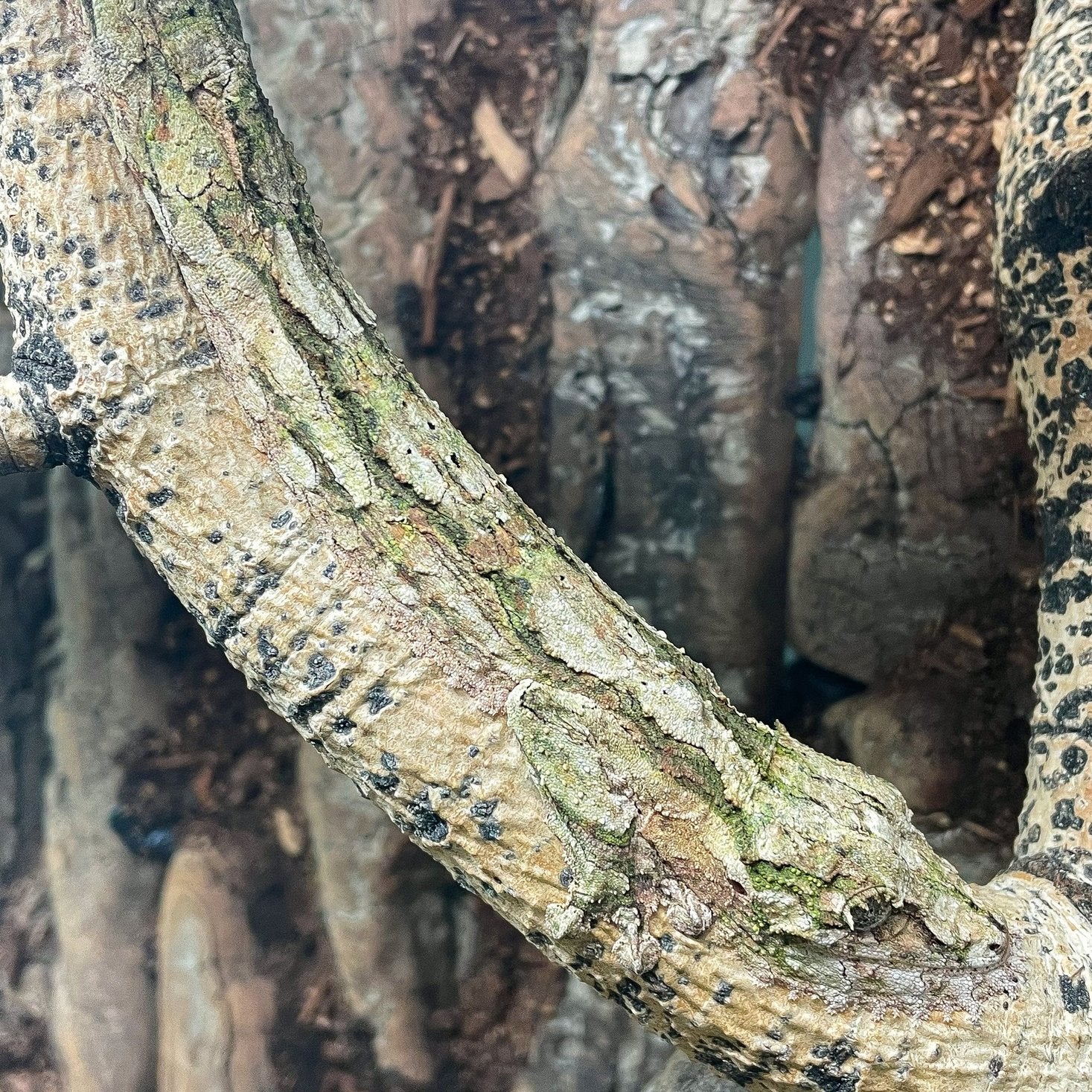Sydney Jersak - Tree Critters